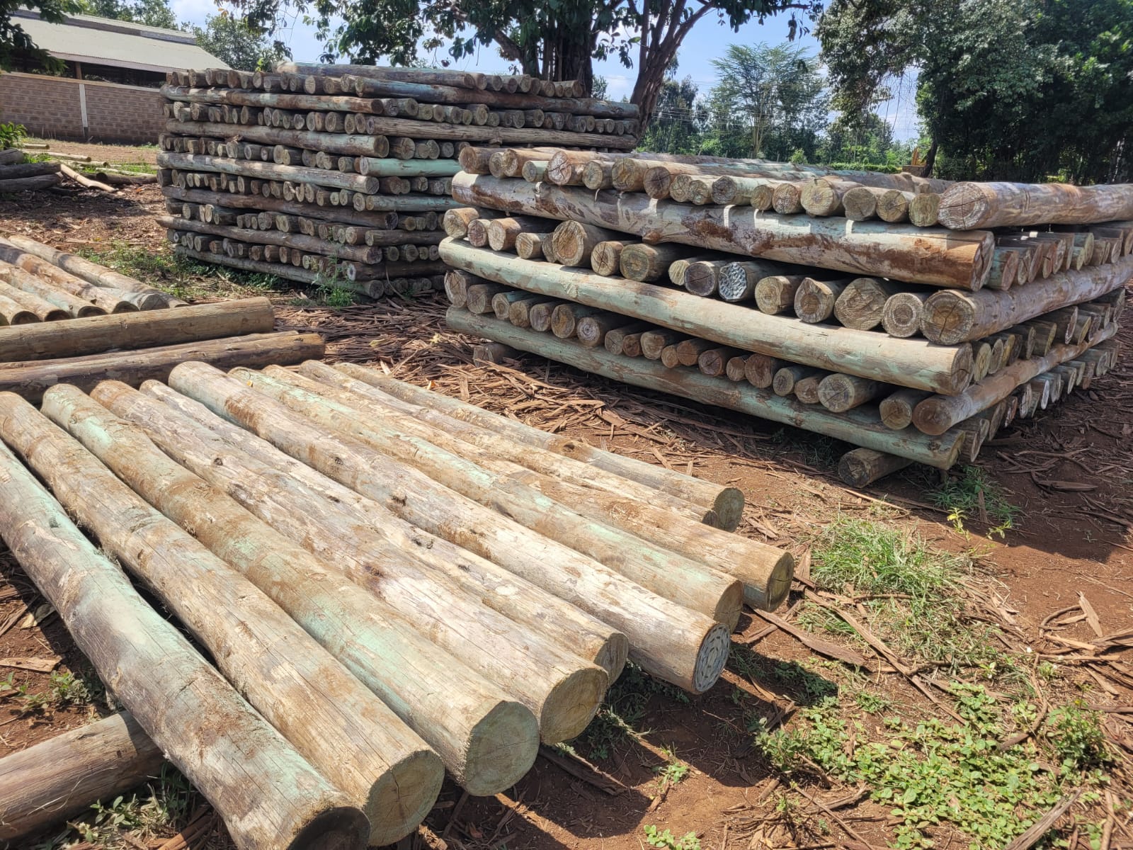 Treated Fencing Posts